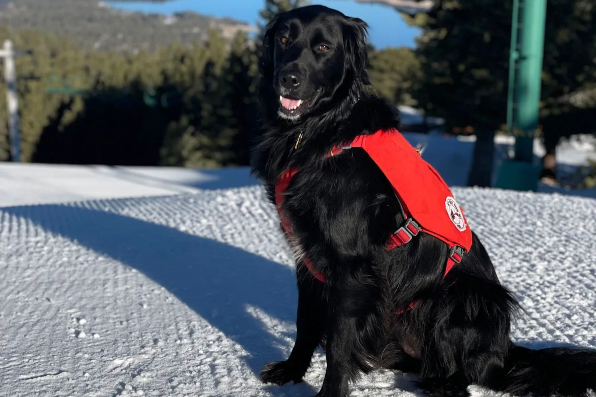 Nala the Patrol Dog with a lake view